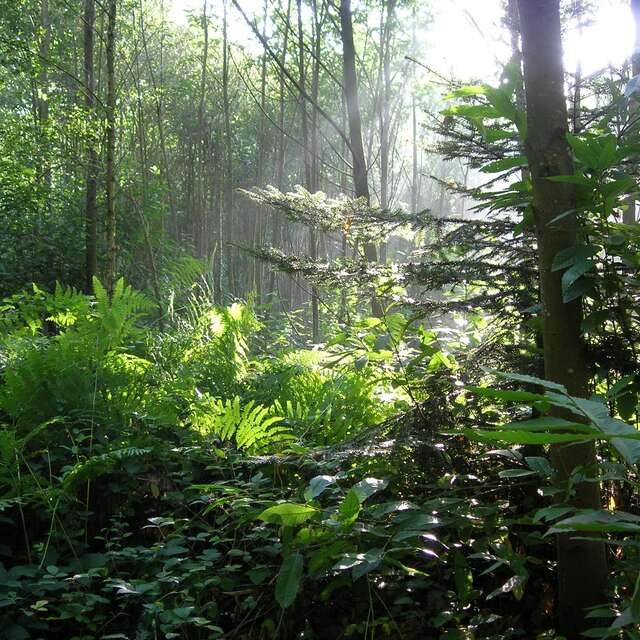 Bois, rivière et habitat