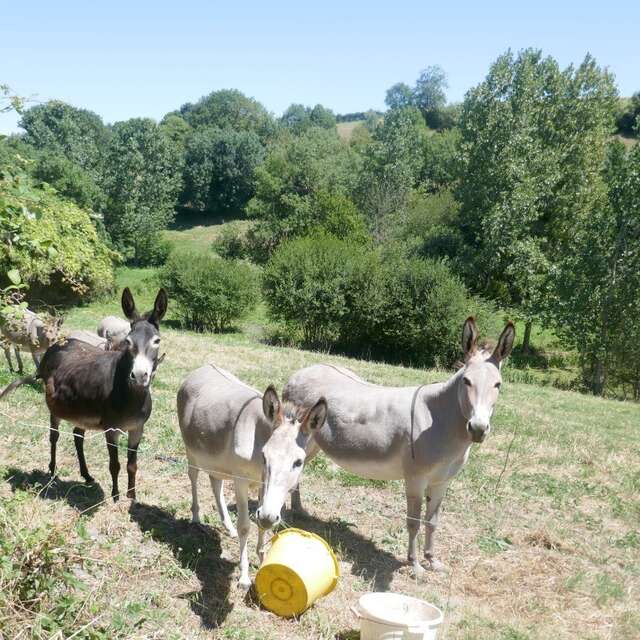 GÎTE "LE PETIT BALED" À LA FERME DANS LE BOCAGE VENDÉEN