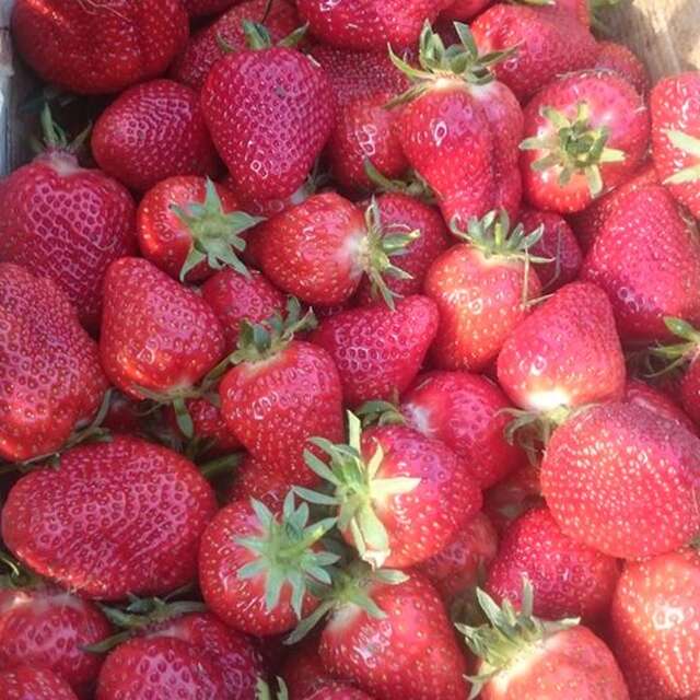 FERME DES GRANDS CHAMPS