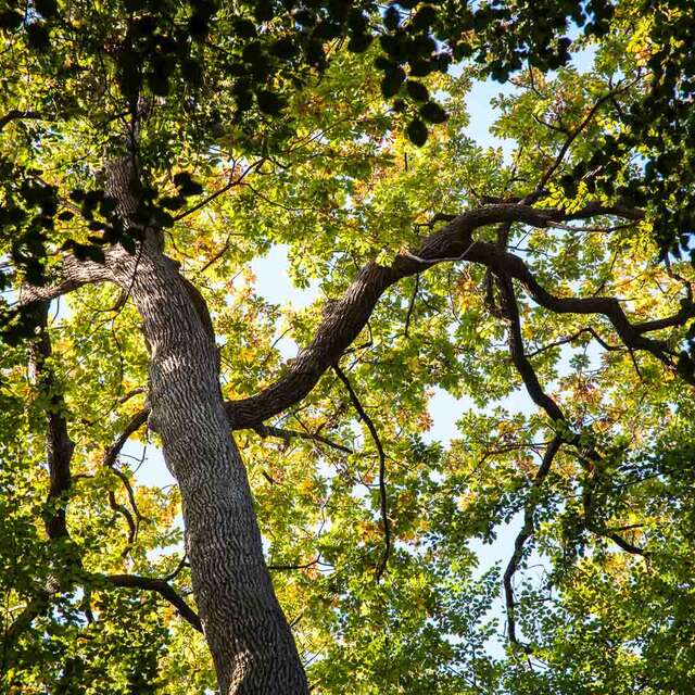 Forêt domaniale de Bercé