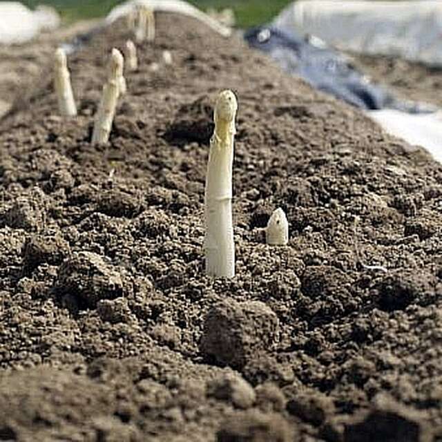 PRODUCTION D'ASPERGES