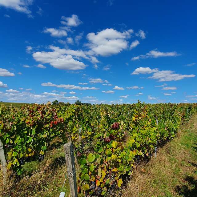 CIRCUIT PÉDESTRE LES VIGNES