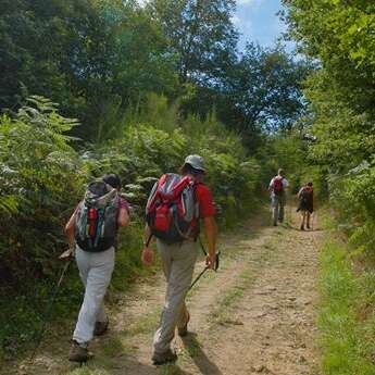 Balade en forêt des loges