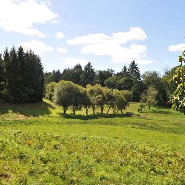 Chemin des hautes forêts