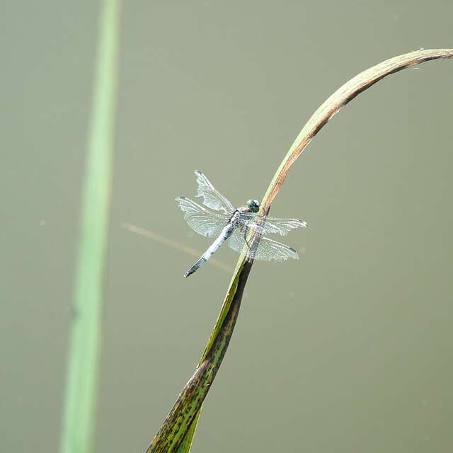 Liaison Sentier des Demoiselles - Espace Hermeline