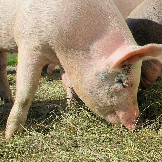 Ferme Au pré de mon arbre