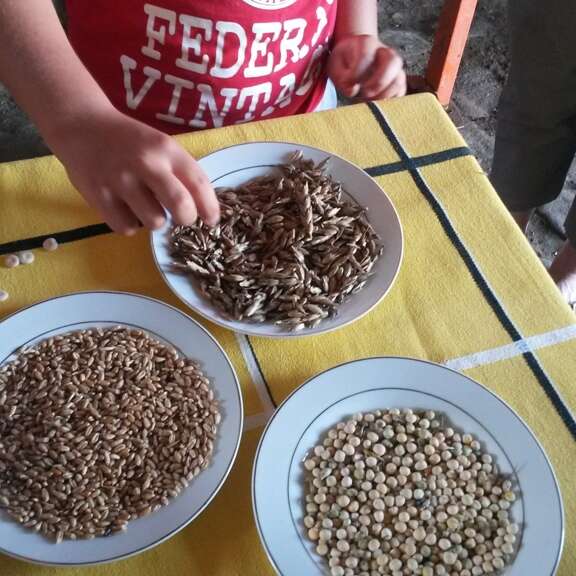 Fabrice Guillaume - farine artisanale Bio