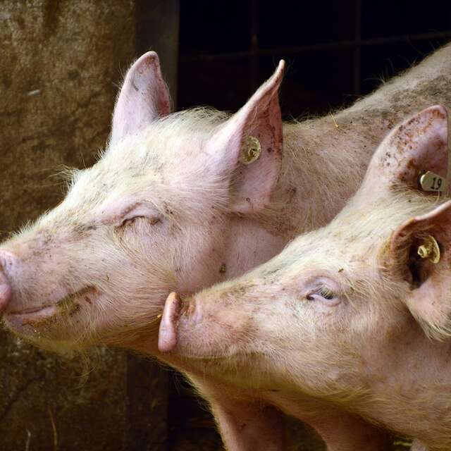 La Ferme de la Vallée de la Brame - porc, agneau