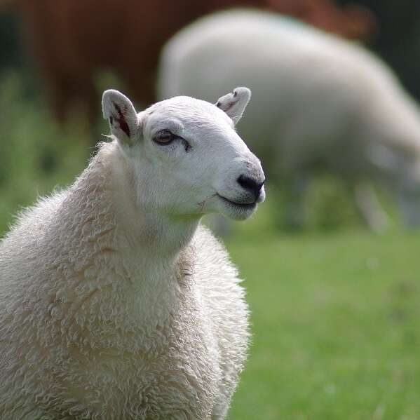 EARL La Brebilière Zinzin du Limousin