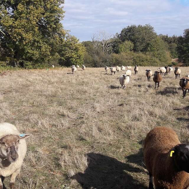 La ferme du bout du chemin - Agneaux à l'herbe sans céréales ni granulés