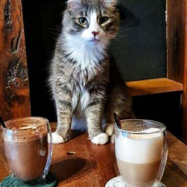 Once Upon a Cat
