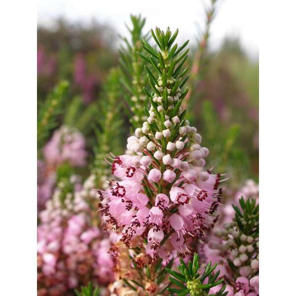 Sentier de la forêt de Fayat