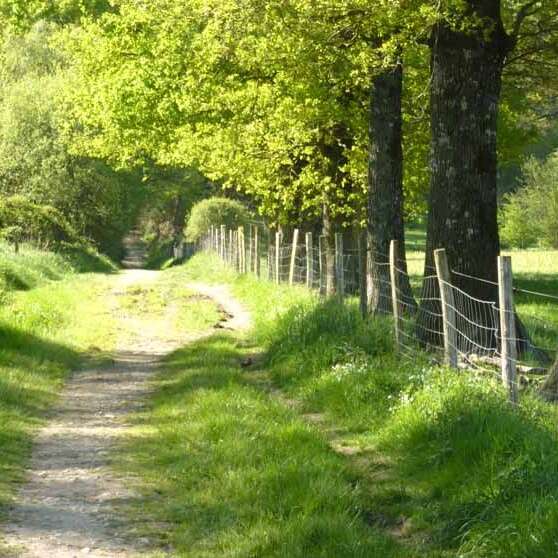 Forêt des Vaseix sentier la promenade de Chamberet