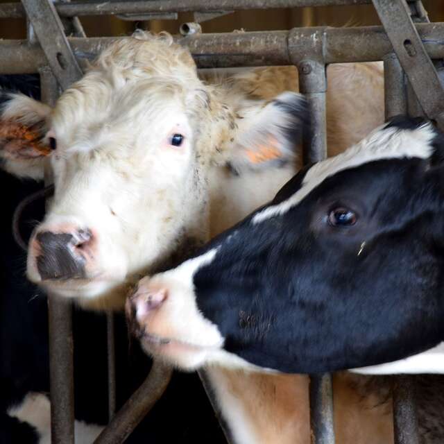 Fromage Lait secrets des sources