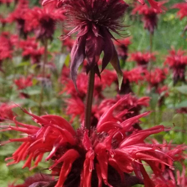 Fleurs comestibles à croquer...