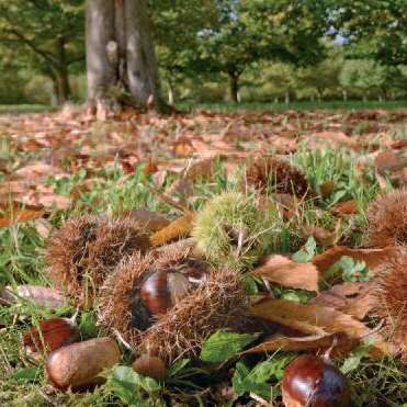 La Grande Boucle du Parc: Etape 9 : de Dournazac à St Pierre de Frugie