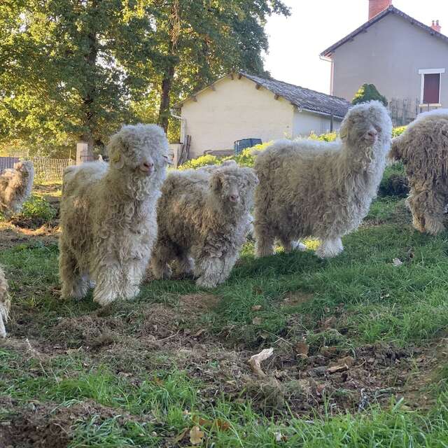 Animations à la ferme pédagogique du domaine D'Hestia