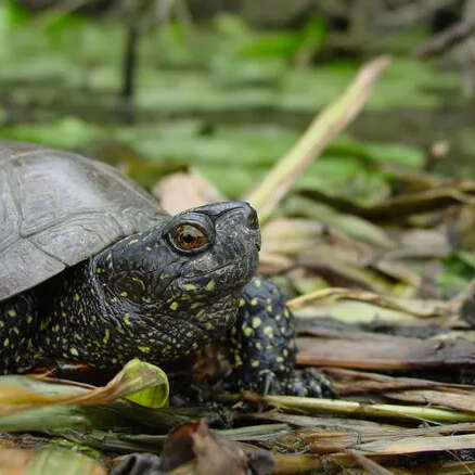 Le héron et la tortue