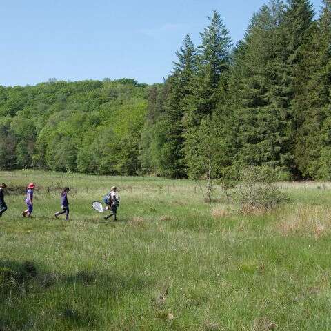 Tourbière des Dauges : promenons-nous dans les bois