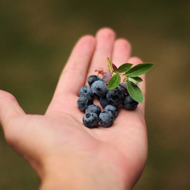 Myrtilles et petits fruits - Callens Bertrand