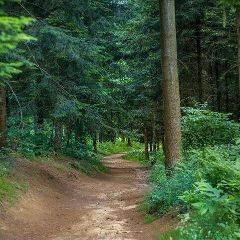 Tous en forêt des Vaseix !
