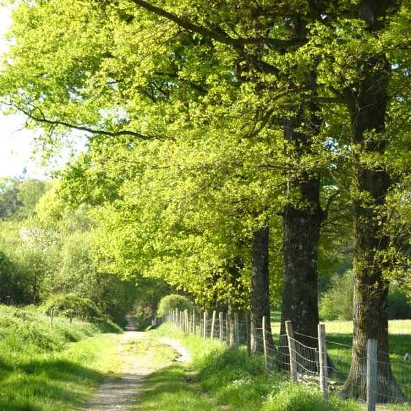 Forêt des Vaseix Sentier La promenade de l'étang