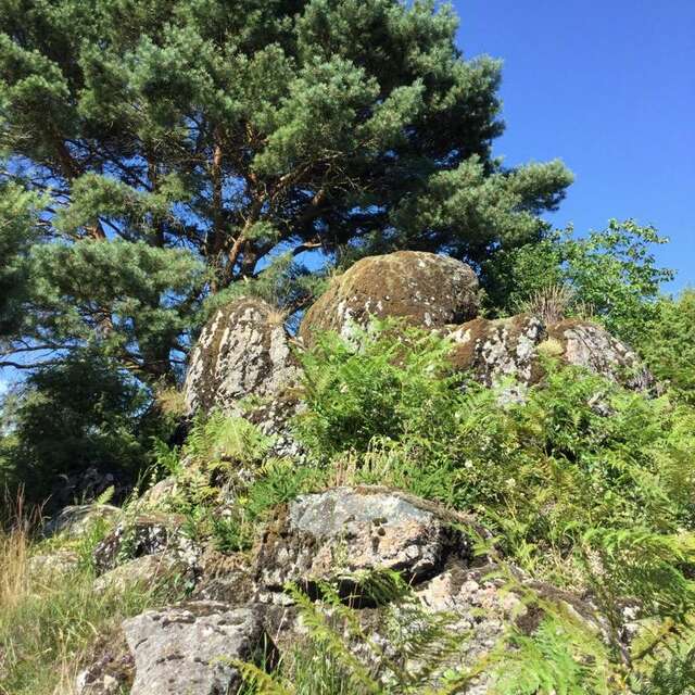 Sortie nature sur la lande des Pierres du Mas
