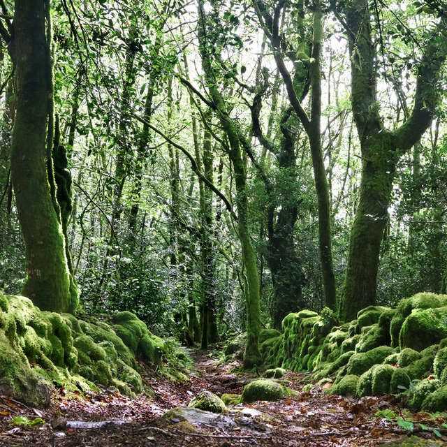 La balade du Grand murin