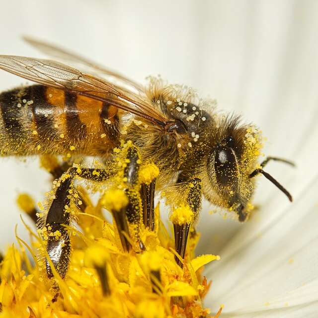 Atelier à la ferme: découverte du monde des abeilles