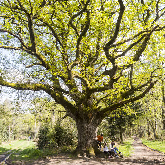 Vers le chêne de Bramefan