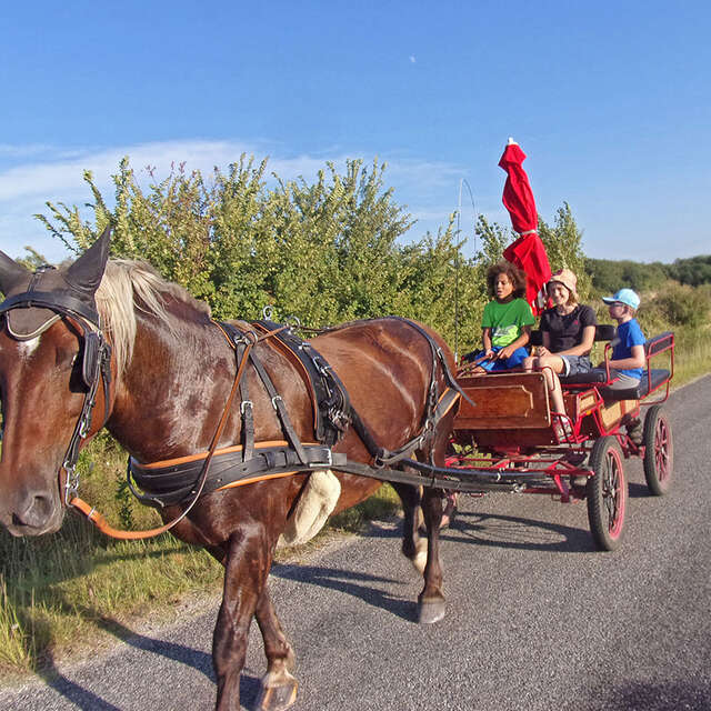 VISITES GUIDÉES HISTORIQUES COSTUMÉES EN CALÈCHE