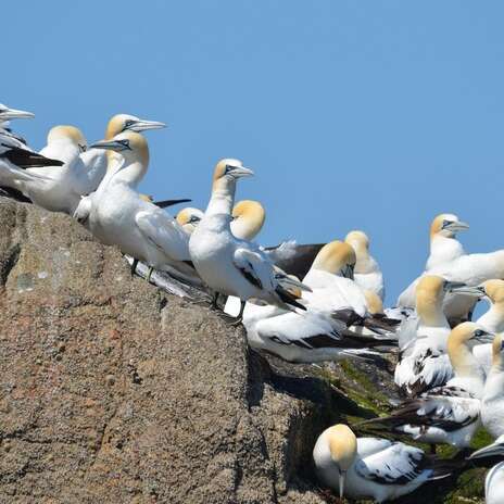Archipel des Sept Iles