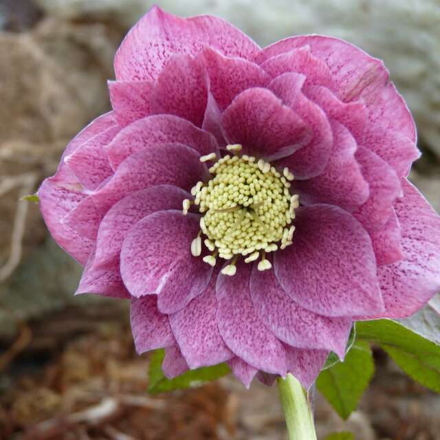 Portes-ouvertes à la pépinière Barnhaven Primroses 2026