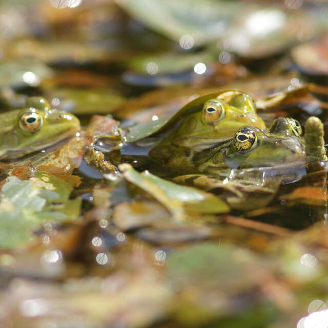 Les trésors cachés des zones humides