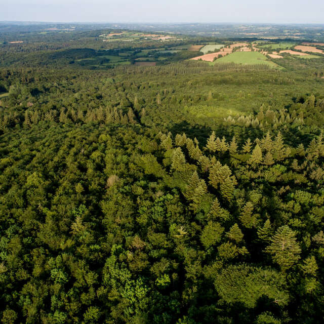 Balade sur le sentier de Job le bûcheron en forêt de Beffou