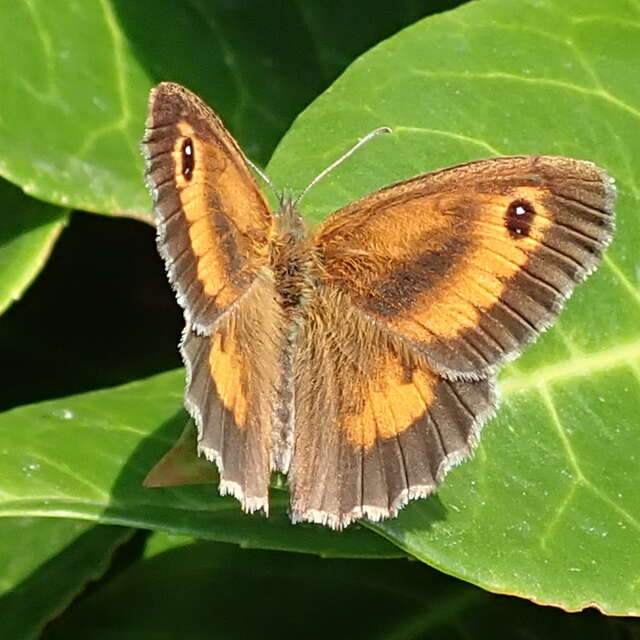 Papillons et autres petites bêtes