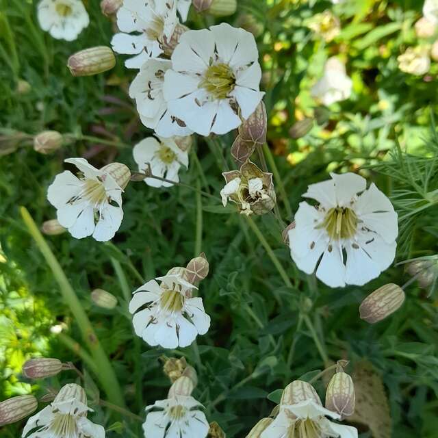 Les plantes médicinales du bocage