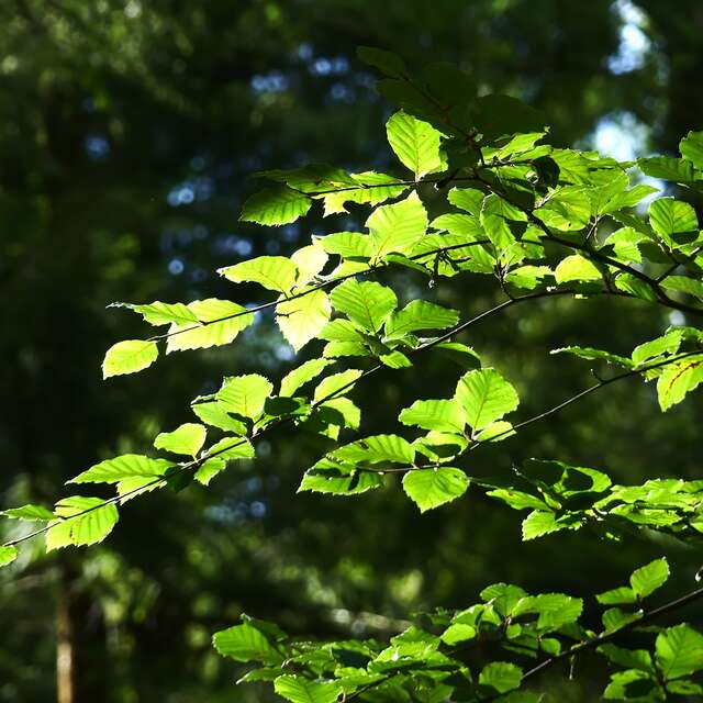 Contes de la Chandeleur à la Biscuiterie Ménou, balade et goûter