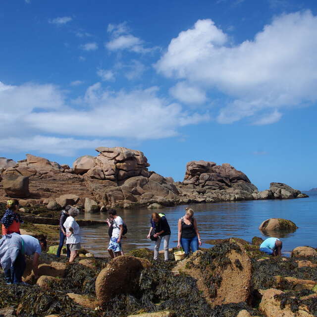 Atelier cueillette et cuisine : Découverte des Algues