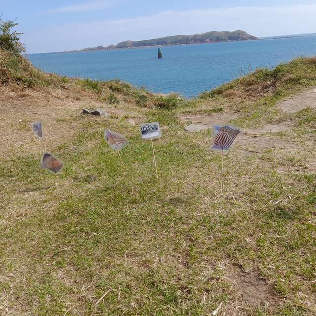 Activité enfant : Plongeon entre Baleine et Thon !