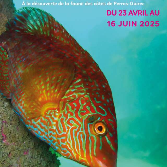 Expo photos de l'Association Polycera à l'Office de Tourisme  : "Immersion sous-marine"