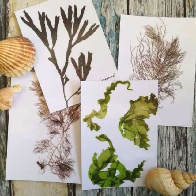 Algue, atelier créatif