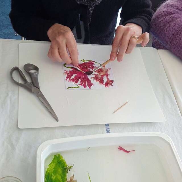 Algues trésor des océans et atelier créatif