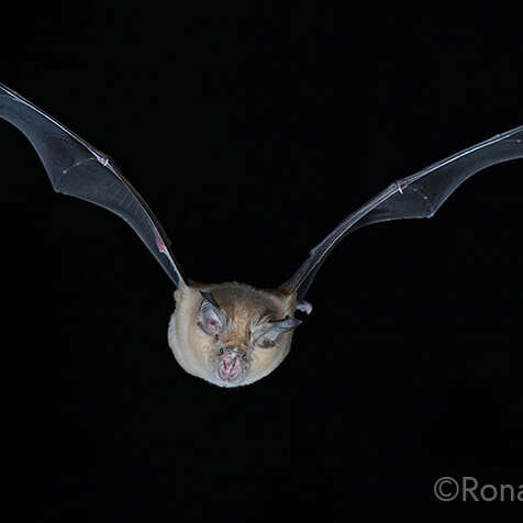 Sortie nocturne à l’écoute des chauves-souris