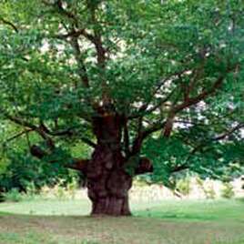 Châtaigner de Traou Vras