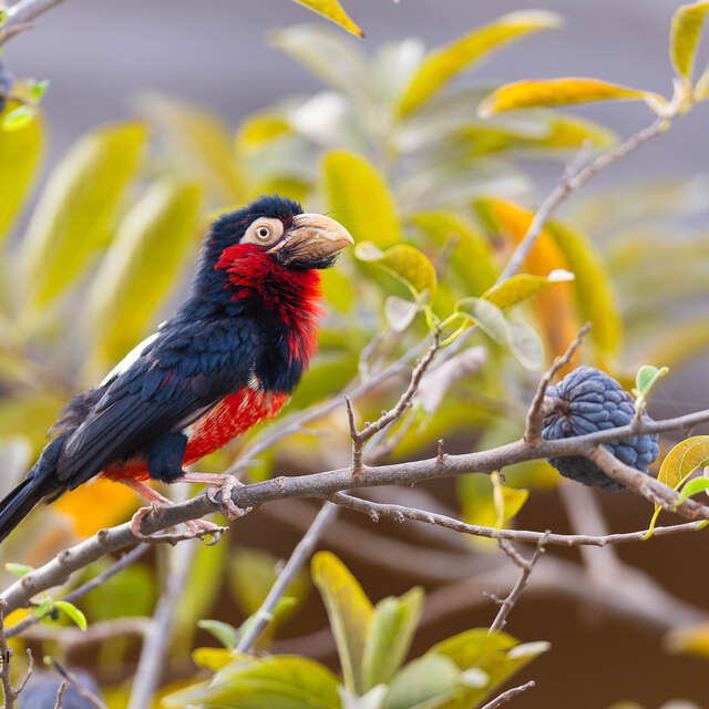 Projection conférence de Jean-Michel Lecat  " Sénagal, une biodiversité insoupçonnée"
