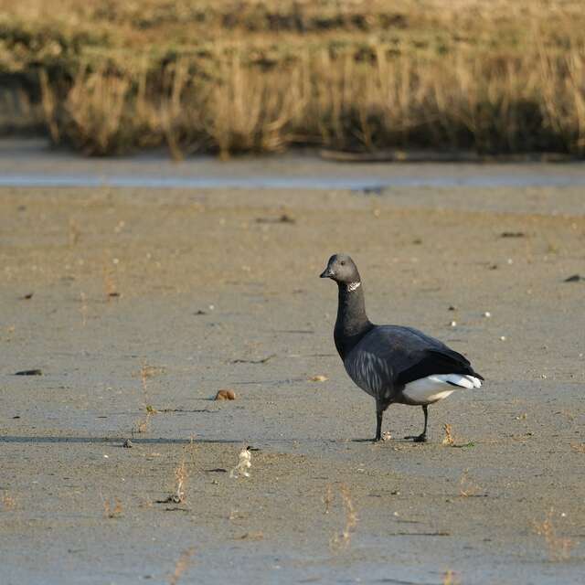 Journée mondiale des zones humides - Les oiseaux migrateurs