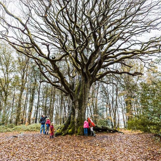 Chasse au trésor de la Vallée du Léguer - Sur le chemin des améthystes
