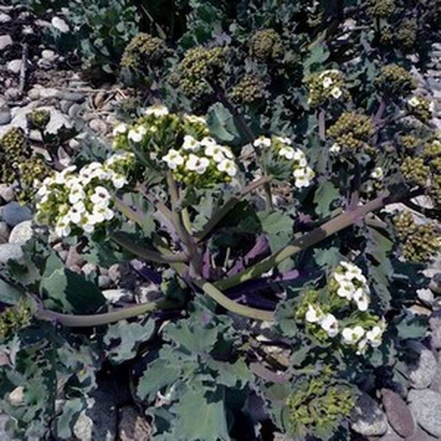 A la découverte de la flore sauvage du site du Gouffre