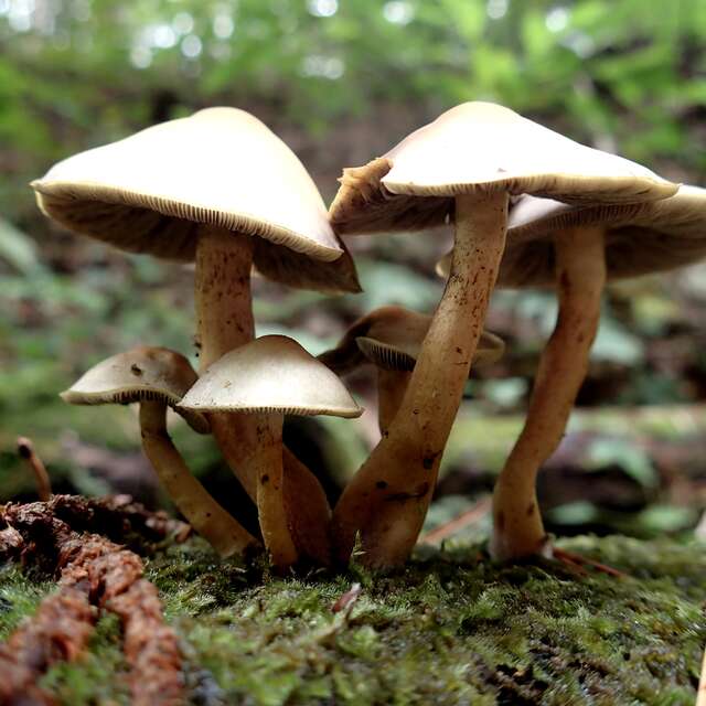 Champignons des sous-bois